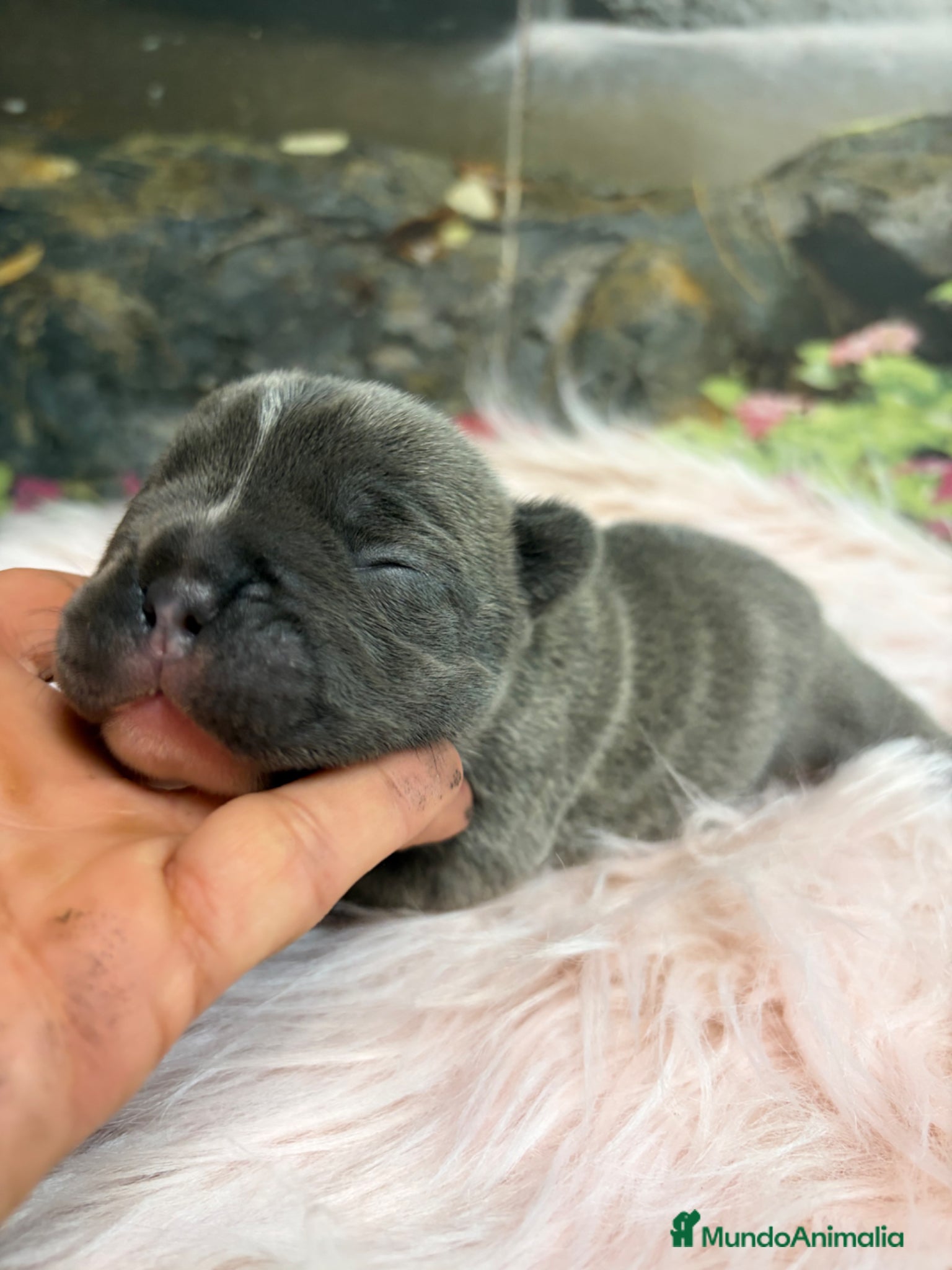 Bulldog Francés perros 👉 💎 Blue Big Rope Bulldog Francés Exclusivo - Anuncio 2