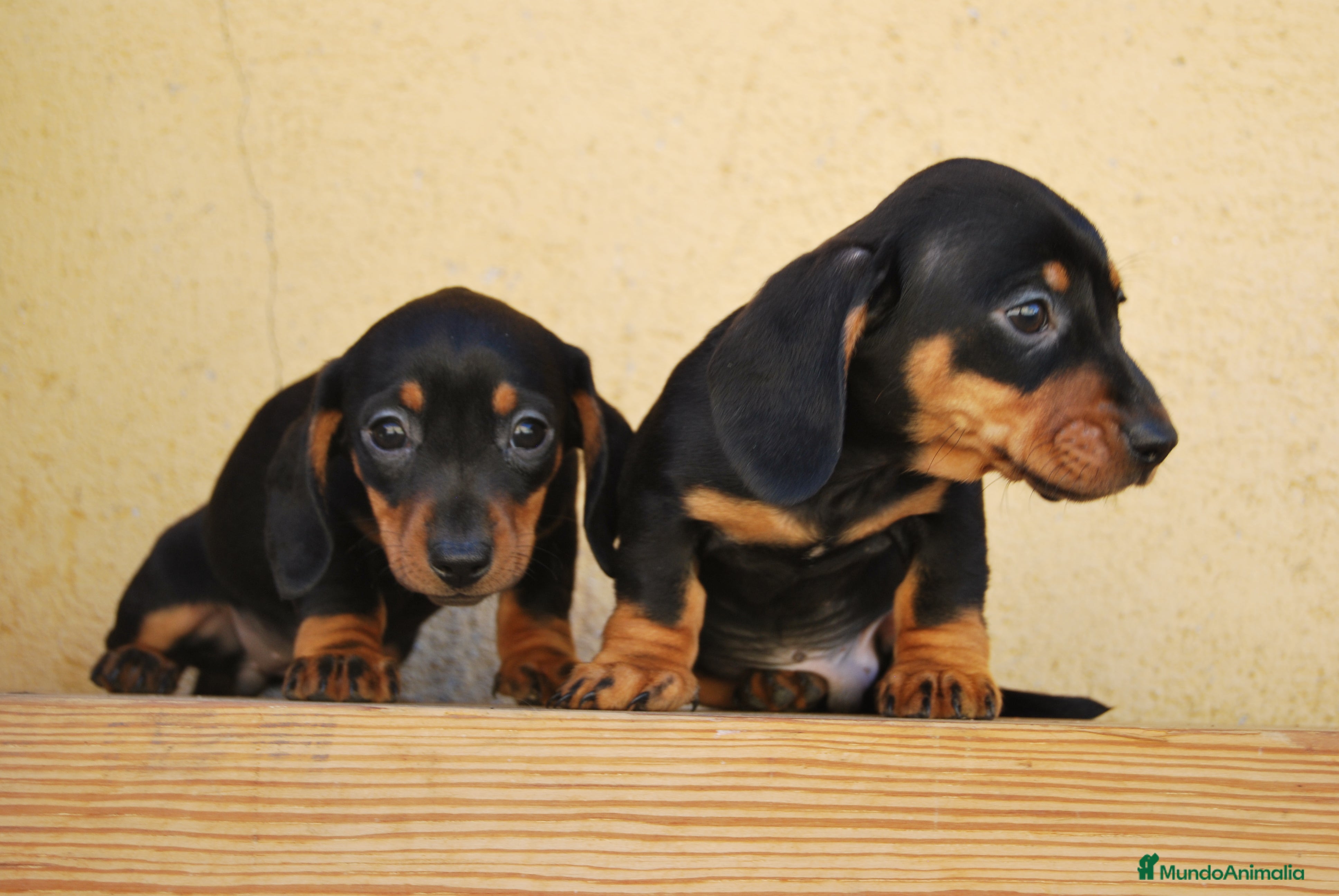Teckel Miniatura perros Teckel Kaninchen / miniatura - Anuncio 2