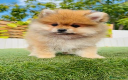 Pomerania perros en venta: POMERANIA MACHO - Imagen 7
