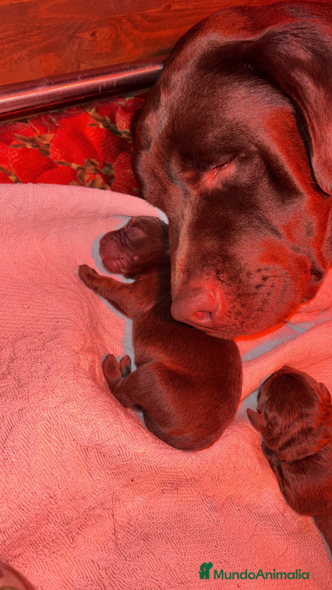 Labrador Retriever perros en venta: Camada espectacular de labradores chocolate - Anuncio 3