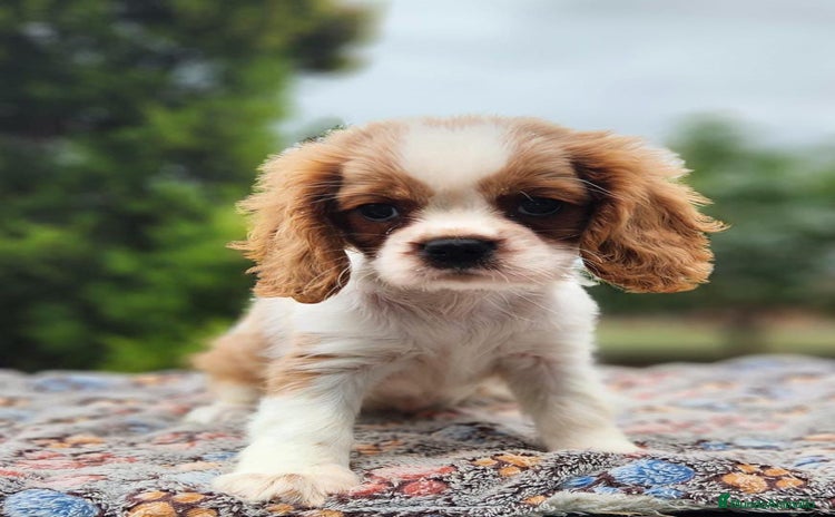 Cavalier King Charles Spaniel perros - Anuncio 2