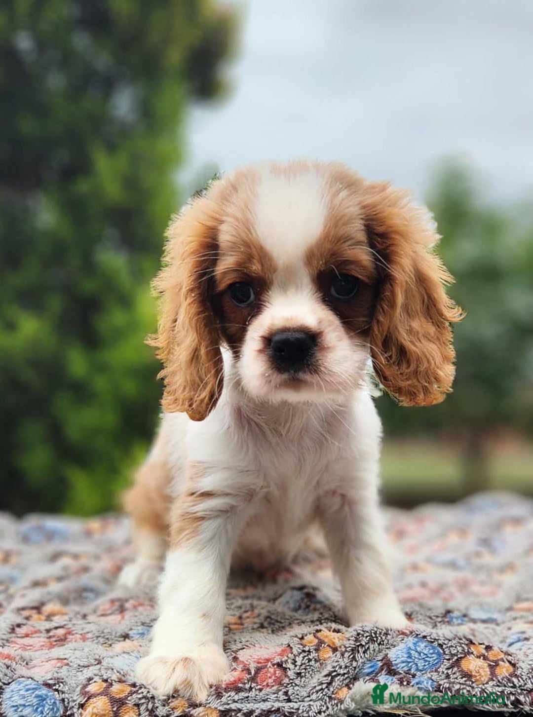 Cavalier King Charles Spaniel perros en venta: CAVALIER BLENHEIN Y TRICOLOR MACHO - Imagen 1