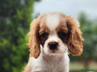 Cavalier King Charles Spaniel perros - Anuncio 5