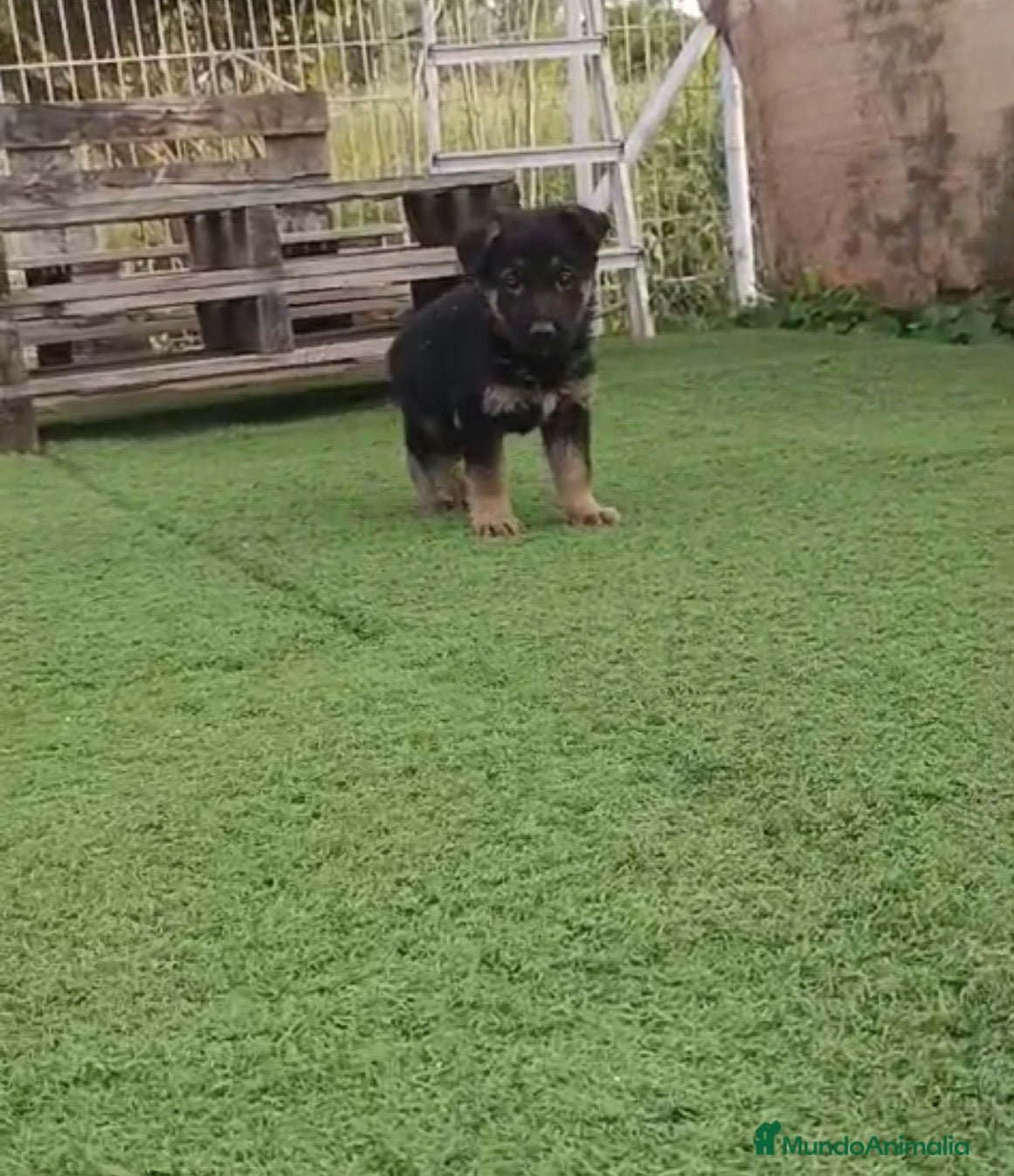 Pastor Alemán perros Pastor alemán  - Anuncio 1