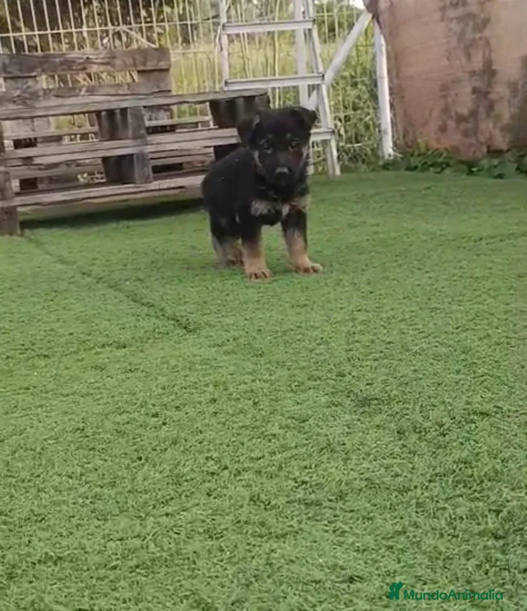 Pastor Alemán perros en venta: Pastor alemán  - Anuncio 1