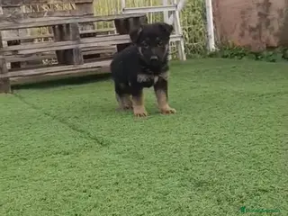 Pastor Alemán perros Pastor alemán - Anuncio 1