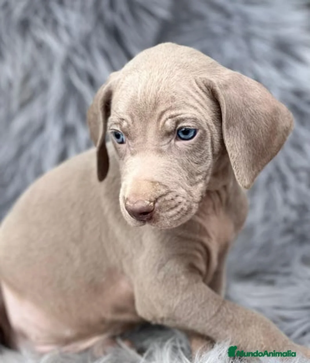Weimaraner perros en venta: BRACO DE WEIMAR EXCELENTES CACHORROS  - Anuncio 1