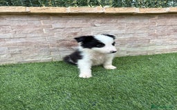 Border Collie perros en venta: Disponible macho Border collie - Imagen 4