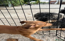 Pinscher Miniatura perros en venta: Cachorros mini Pinscher  - Imagen 4