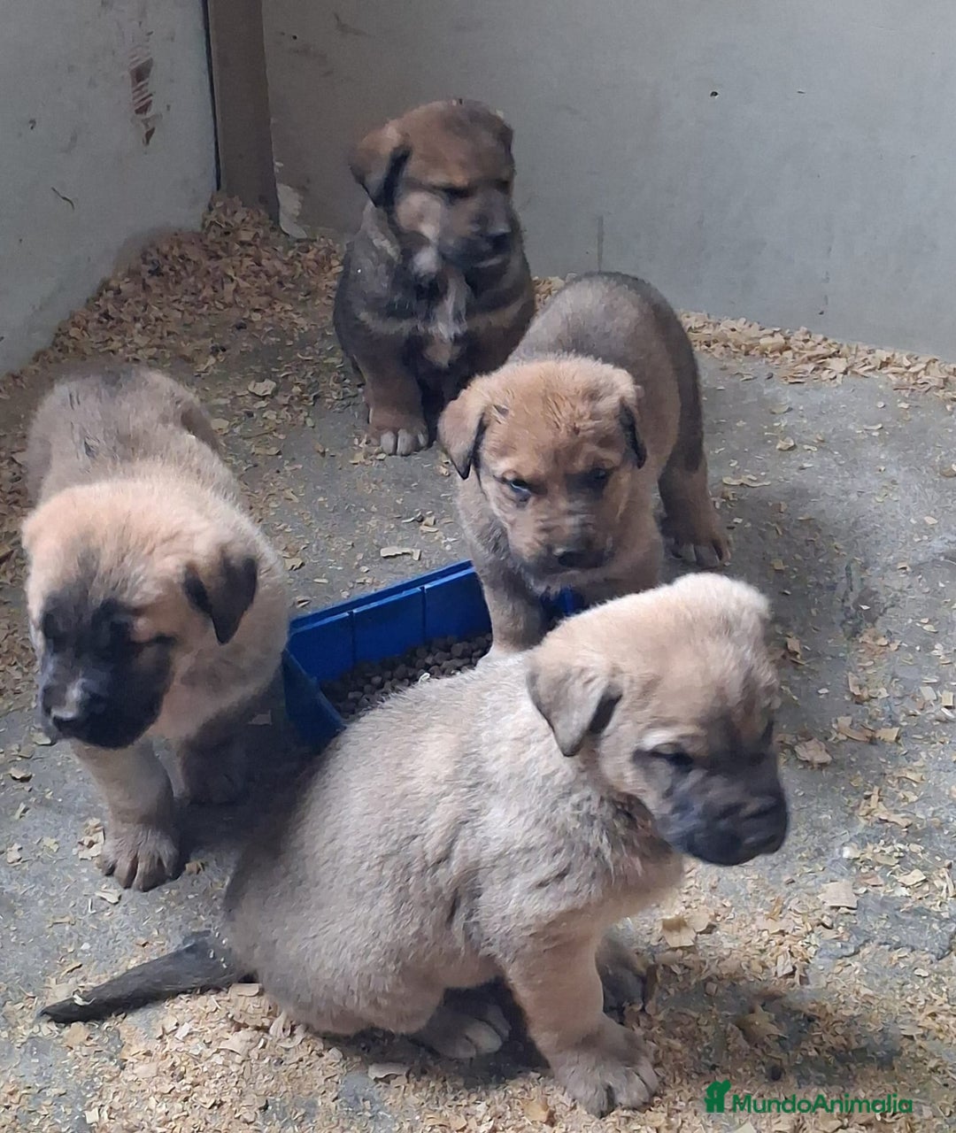 Mastín Español perros en venta: Mastín Leonés  - Anuncio 1