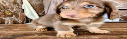 Teckel perros en venta: Tecke de pelo largo chocolate precio real - Anuncio 3
