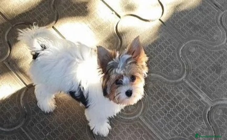 Biewer Yorkshire Terrier a la Pom Pon perros - Anuncio 1