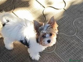 Biewer Yorkshire Terrier a la Pom Pon perros - Anuncio 2