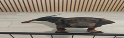 Teckel Miniatura perros en venta: Teckel Mini hembra disponible  - Anuncio 3