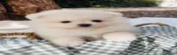Pomerania perros en venta: Lulú de Pomerania - Anuncio 3