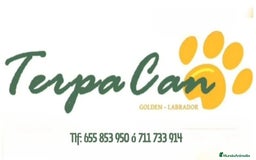 Labrador Retriever perros en venta: Cachorros de Labrador Retriever  - Imagen 3
