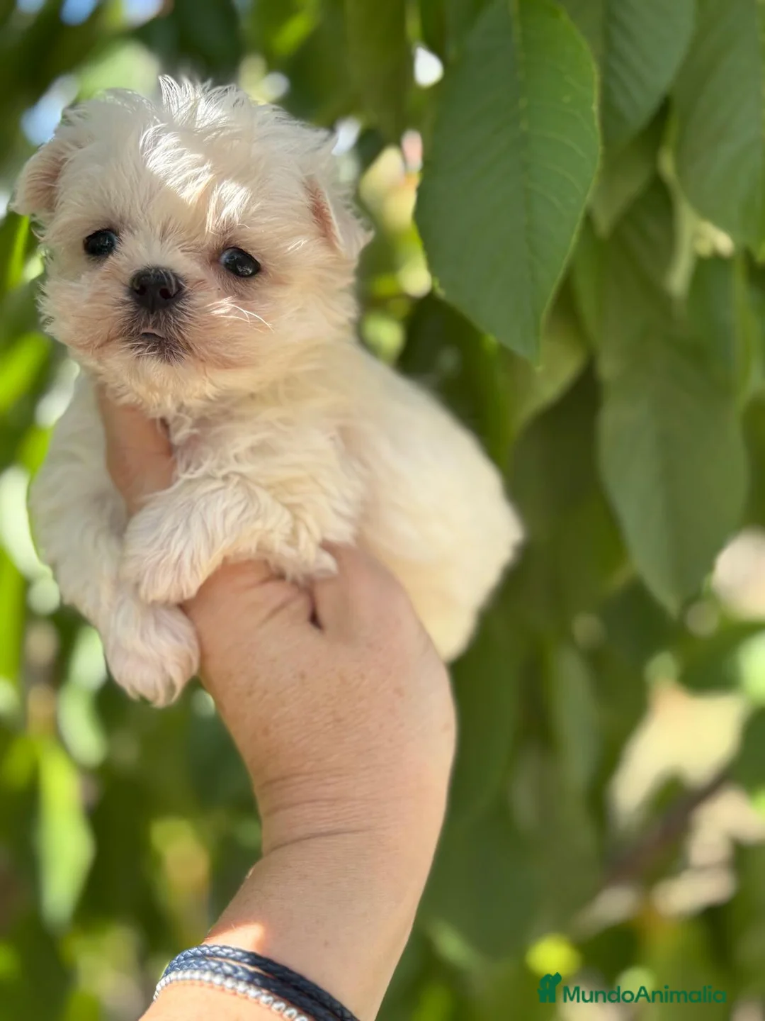Bichón Maltés perros en venta: Bichon maltés líneas coreanas  - Anuncio 11