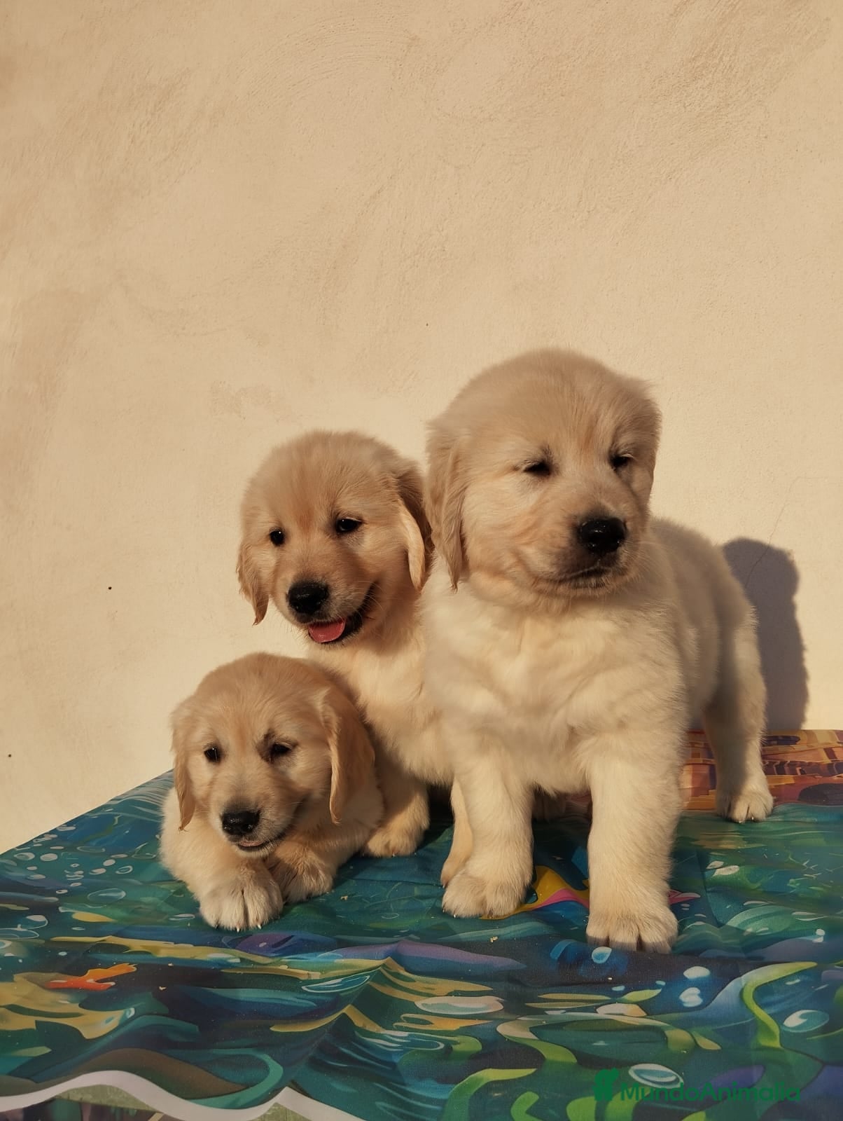 Golden Retriever perros Últimos cachorros de Golden Retriever - Anuncio 2