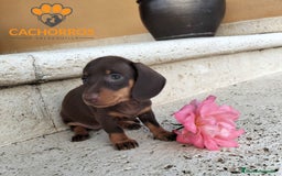 Teckel perros en venta: Teckel Kaninchen  - Imagen 2
