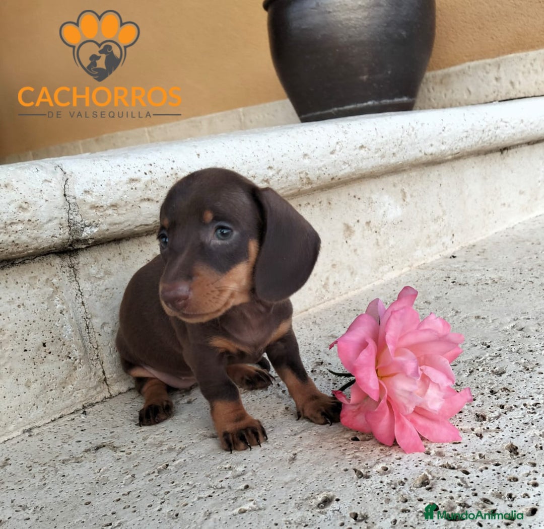 Teckel perros en venta: Teckel Kaninchen  - Imagen 2
