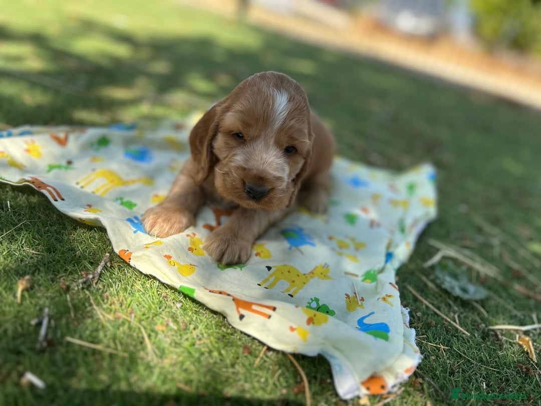 Cocker Spaniel Inglés perros en venta: Cocker spaniel top del Valle  - Imagen 4