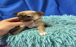 Chihuahua perros en venta: Preciosos cachorros Chihuahua colores exoticos - Imagen 10