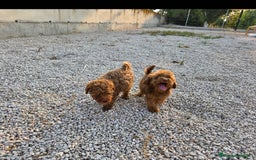 Caniche Toy perros en venta: Cachorritos caniche toy - Imagen 1
