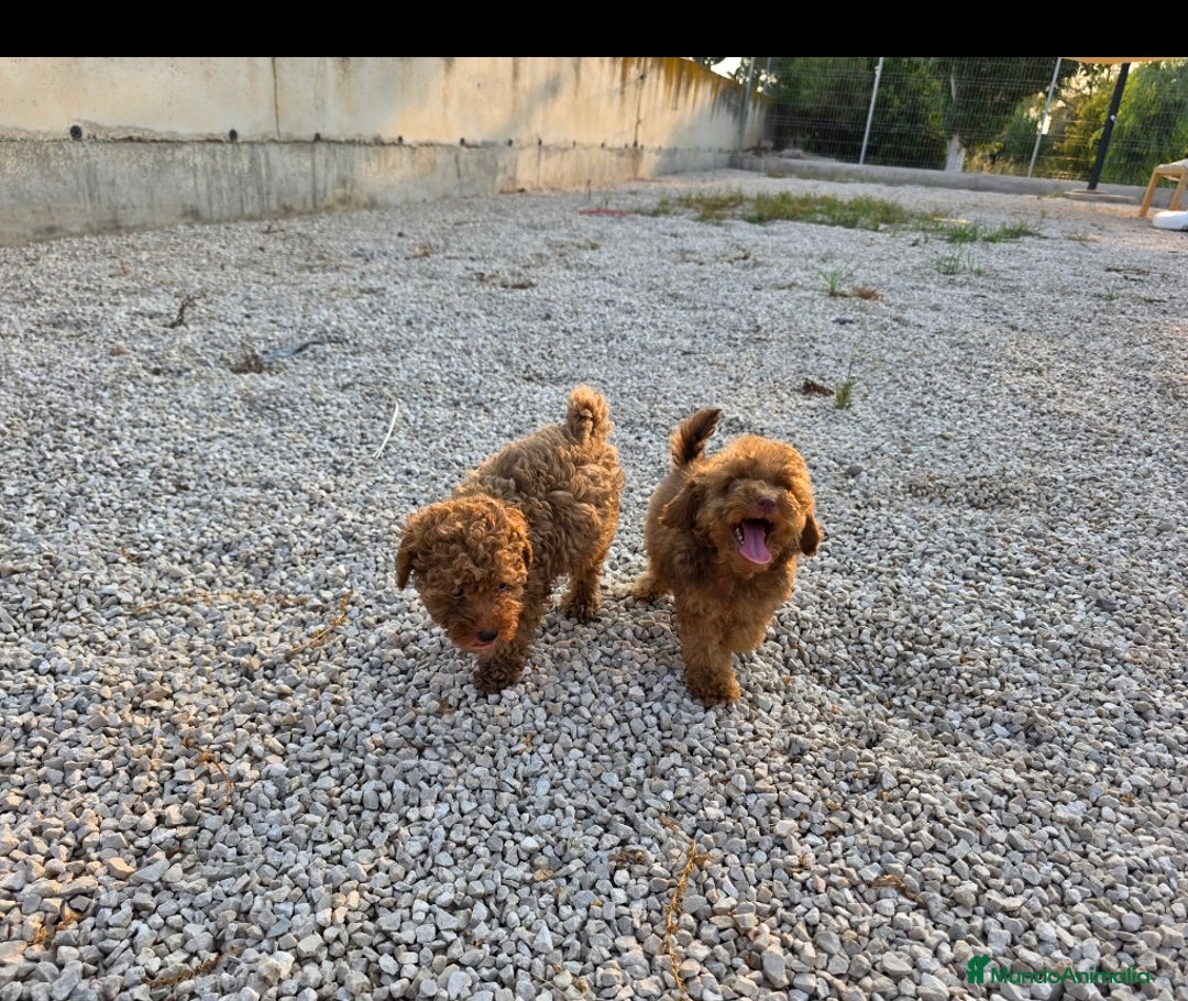 Caniche Toy perros en venta: Cachorritos caniche toy - Imagen 1