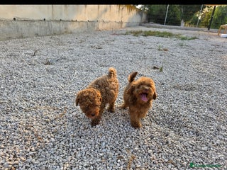 Caniche Toy perros - Anuncio 22