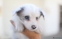 Border Collie perros en venta: Cachorros Border Collie  - Imagen 18