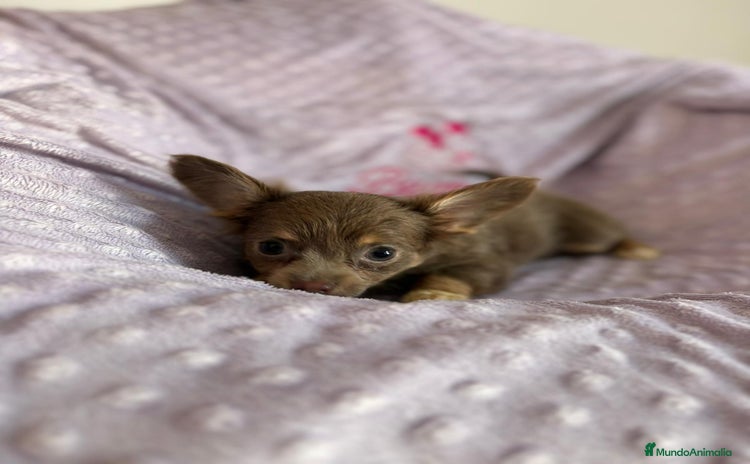 Chihuahua perros - Anuncio 1