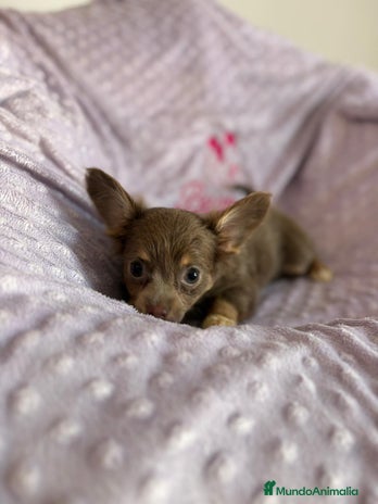 Chihuahua perros - Anuncio 4