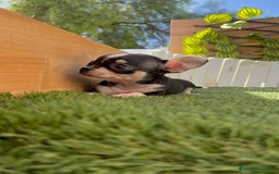 Chihuahua perros en venta: CHIHUAHUA HEMBRA - Imagen 9