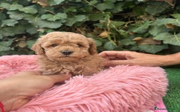 Caniche Toy perros en venta: caniche  - Imagen 5