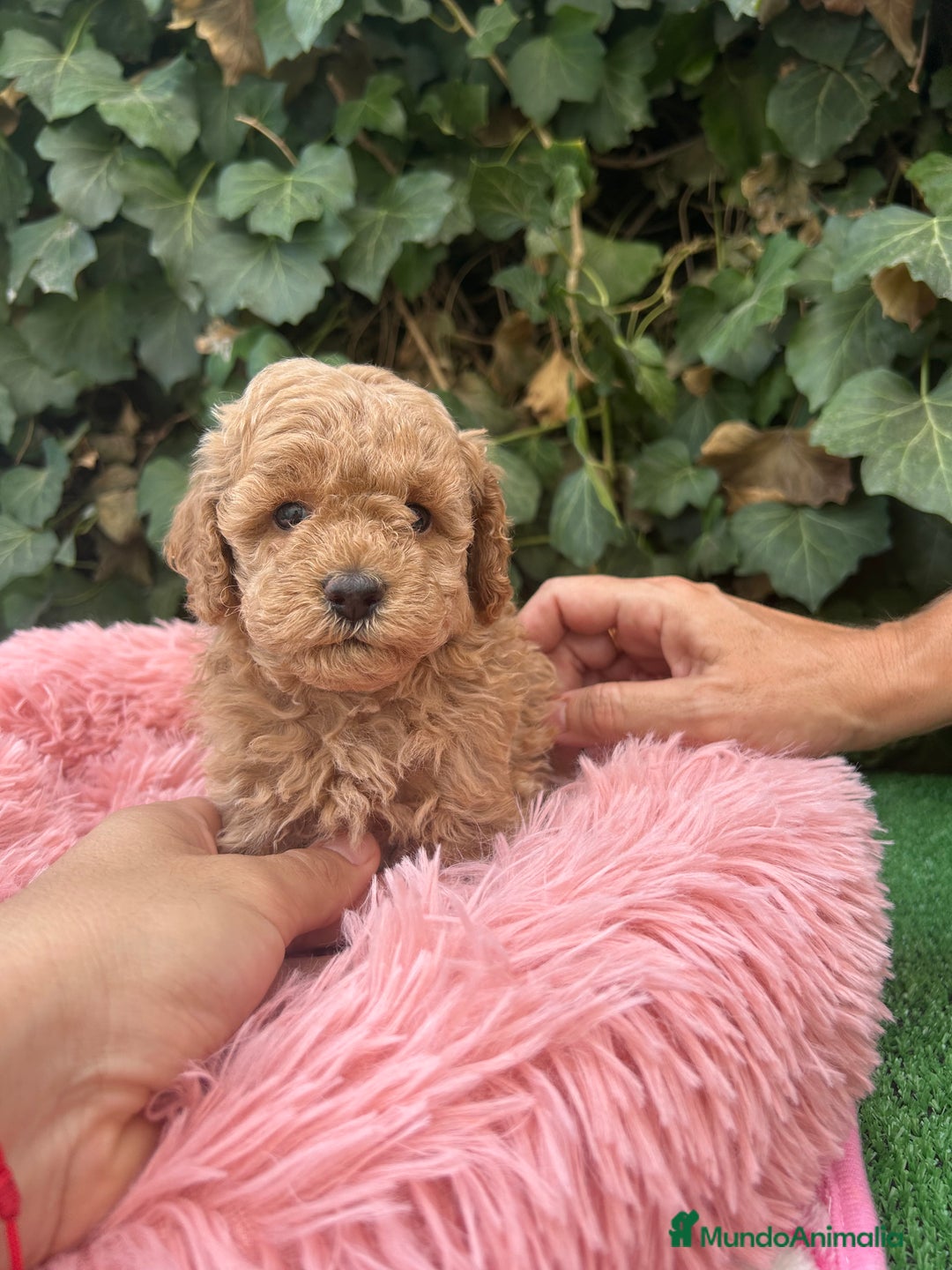Caniche Toy perros en venta: caniche  - Imagen 5