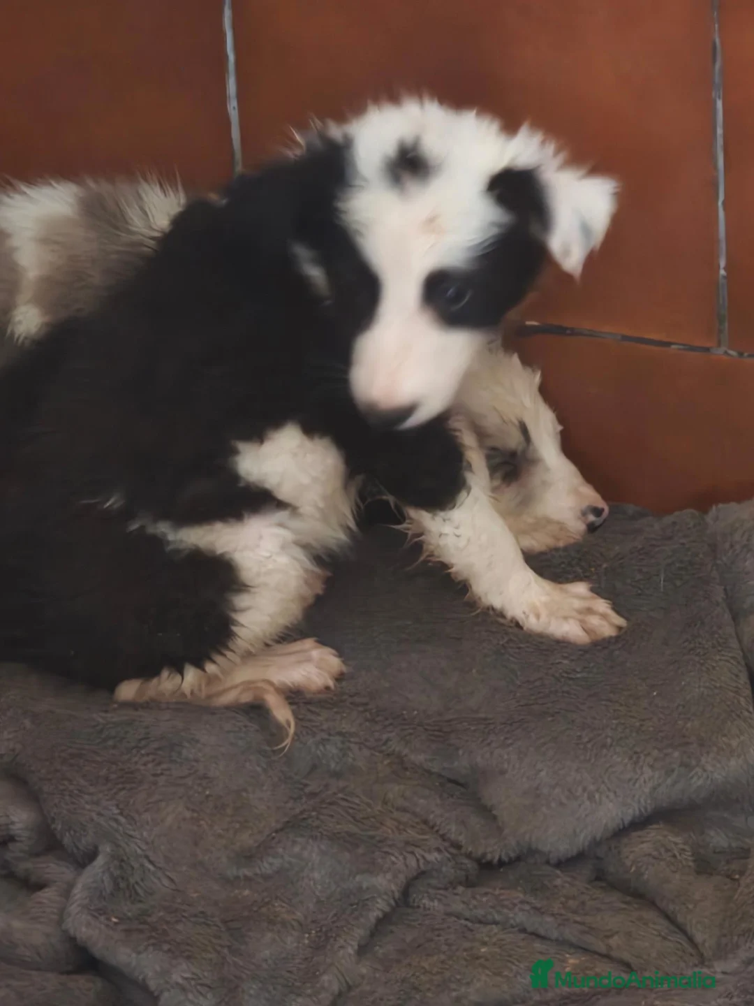 Border Collie perros en adopcion: Precioso bebés - Anuncio 2