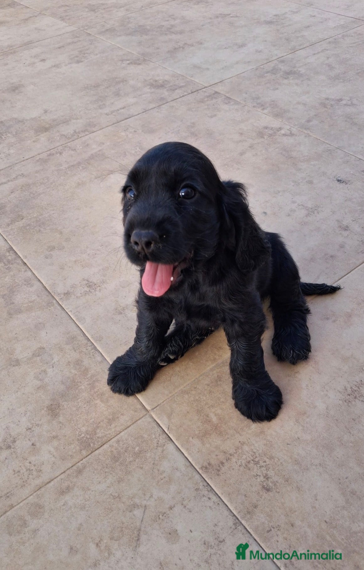 Cocker Spaniel Inglés perros COCKER INGLÉS  - Anuncio 1