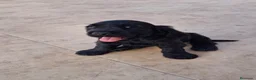 Cocker Spaniel Inglés perros en venta: COCKER INGLÉS  - Anuncio 1