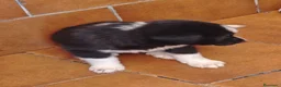 Mastín Español perros en adopcion: Mastines - Anuncio 2