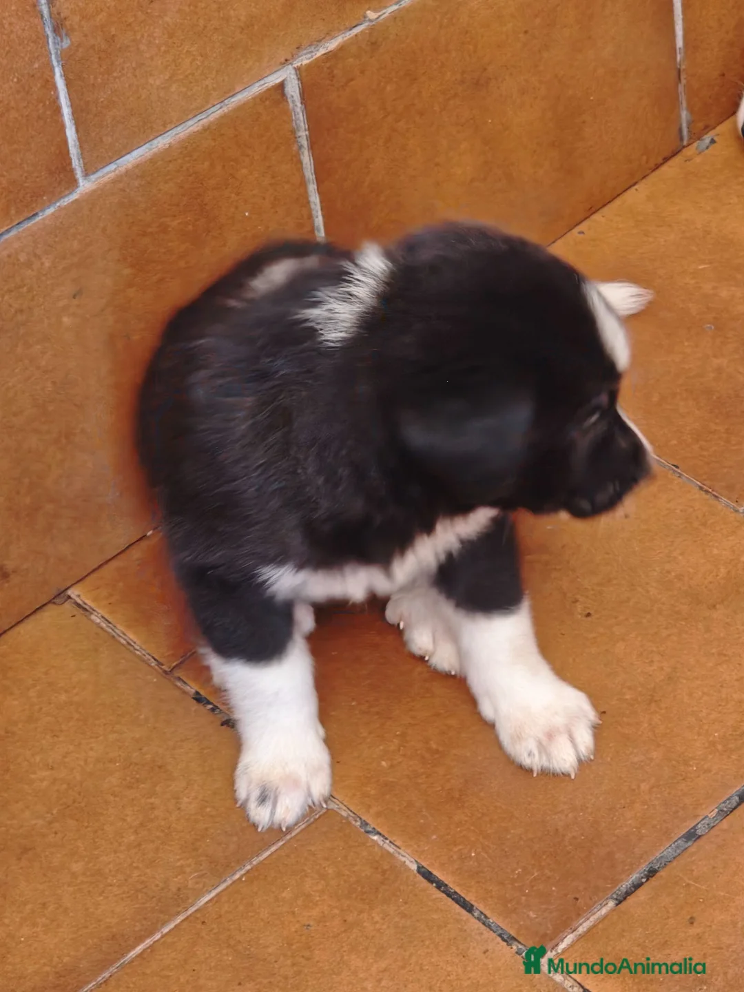 Mastín Español perros en adopcion: Mastines - Anuncio 2
