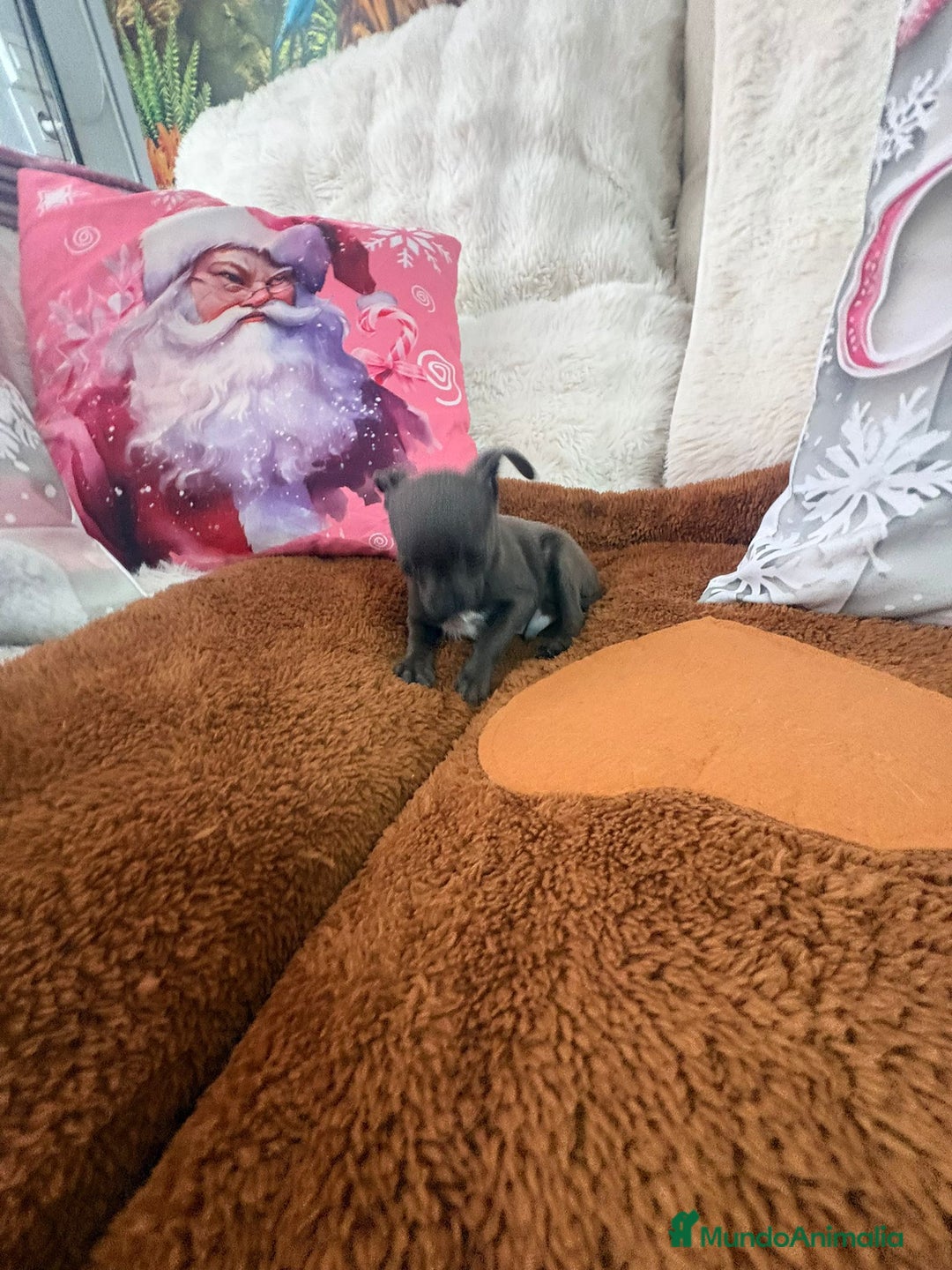 Chihuahua perros en venta: Chihuahua mini toy blue - Anuncio 15