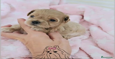 Maltipoo perros - Anuncio 5
