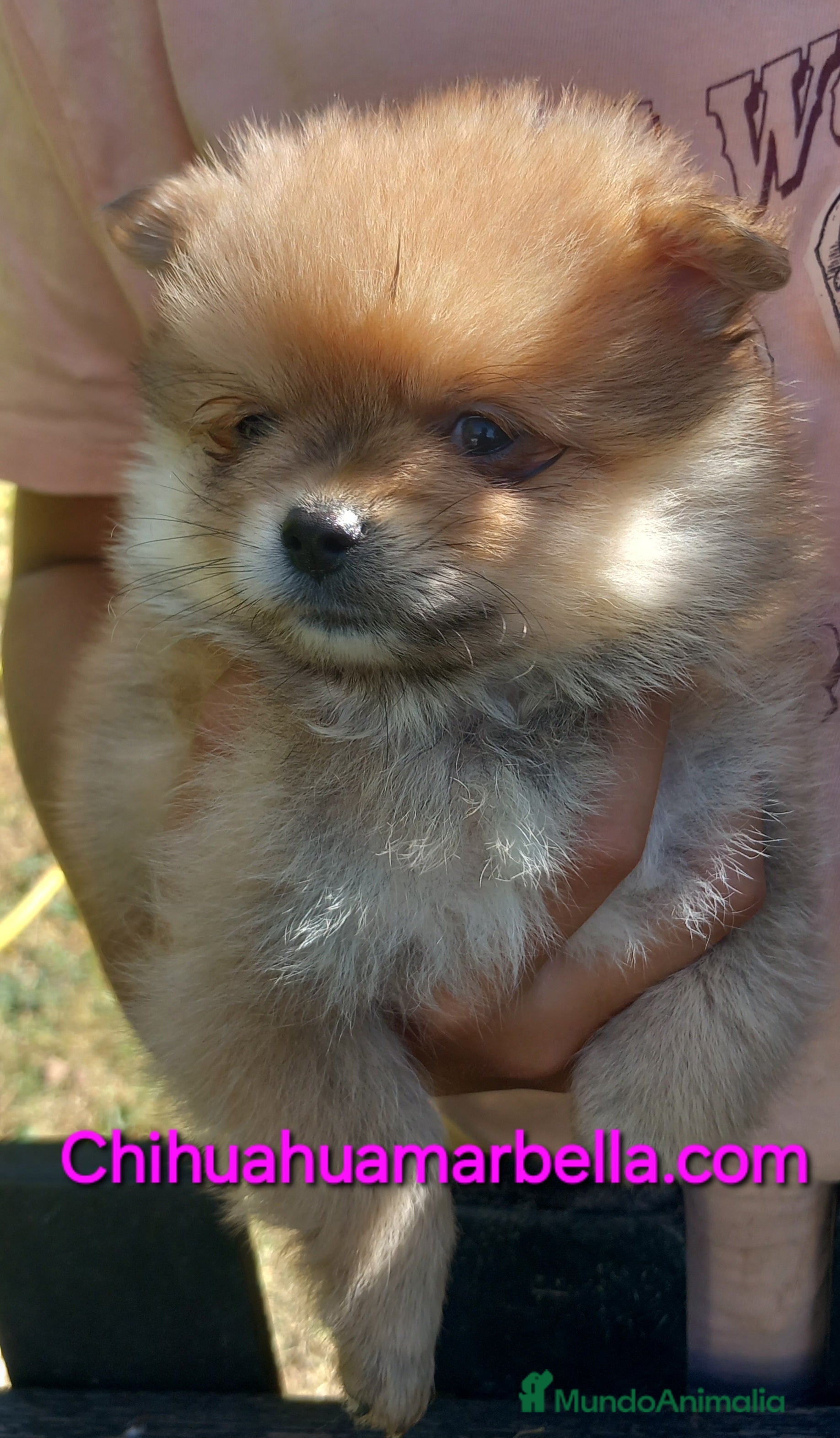 Pomerania perros Chihuahua macho - Anuncio 16