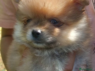 Pomerania perros Chihuahua macho - Anuncio 1