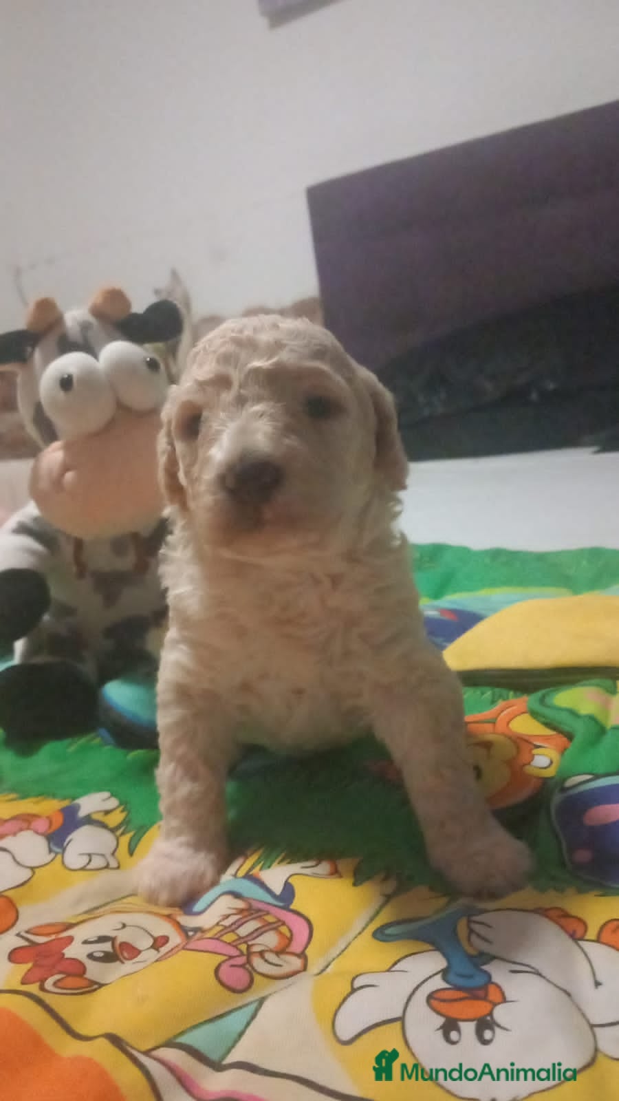 Perro de Agua Español perros Machito claro PDA - Anuncio 1