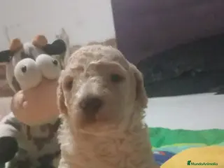 Perro de Agua Español perros Machito claro PDA - Anuncio 2