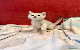 Británico de Pelo Corto gatos en venta: British Silver Shaded Negro - Imagen 3