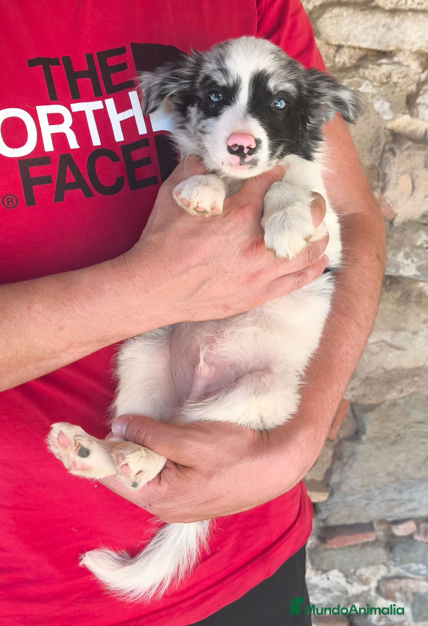 Border Collie perros Cachorros border collie! - Anuncio 1
