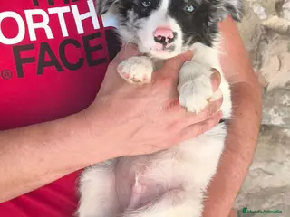 Border Collie perros Cachorros border collie! - Anuncio 1