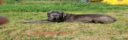 Mastín Napolitano perros en venta: Cachorrito precioso - Anuncio 6